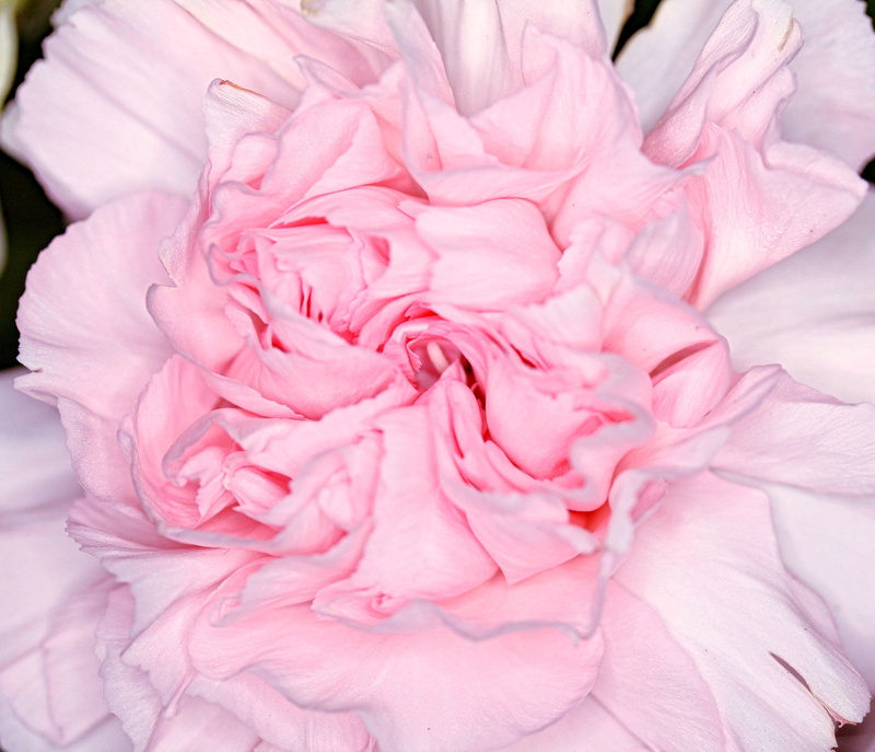 carnation, indoors, full frame, peony, pastel colored, fragility, flower head, petal, natural, dianthus, botany, flower, horticulture, pink, 4K, flowering plant