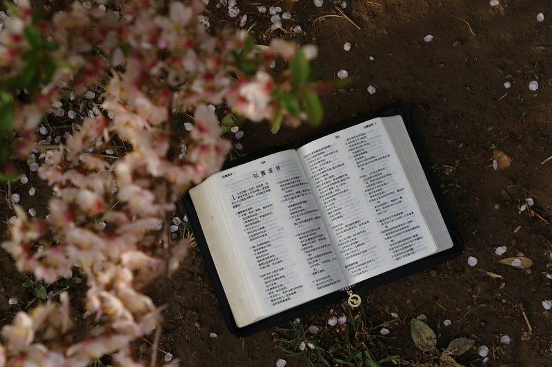 book, sheet music, petal, lay, flower, close-up, geranium, magnifying, no people, poppy, plant part, flat, holy bible, publication, outdoors, crocus, sheet