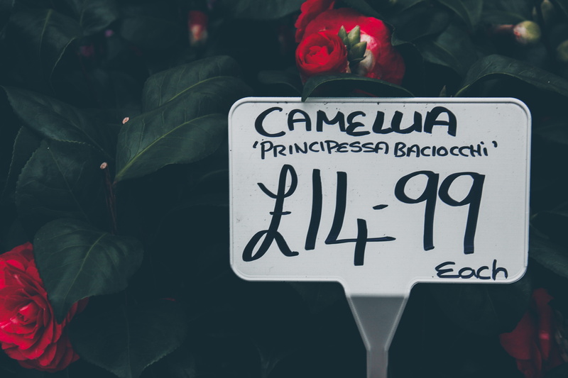 script, word, communication, western script, close-up, book, road sign, day, nature, rubber eraser, transportation, rose, pedestrian, flower, focus on foreground