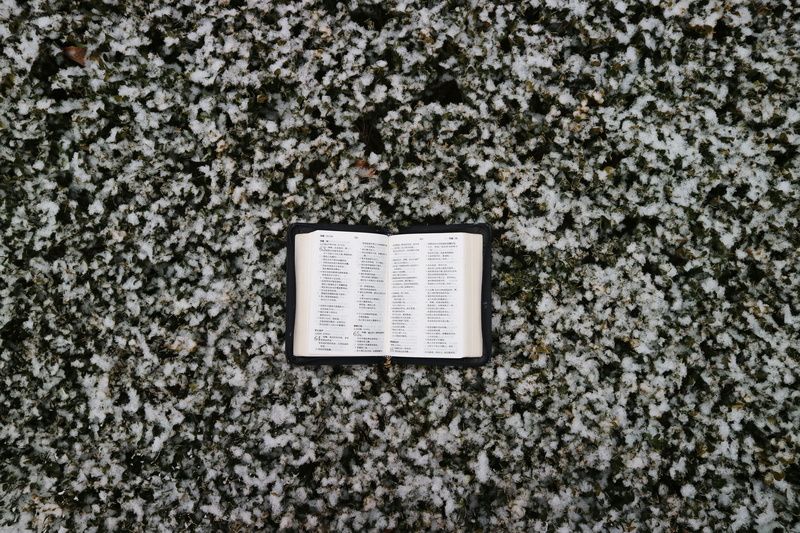 nature, gravel, single object, directly above, day, hail, page, flower, architecture, arenaria, communication, weinter, built structure, blossom, diary