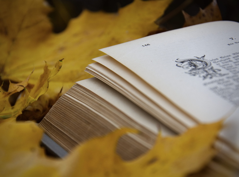 tree, white, selective focus, novel, no people, fork, page, publication, plant part, still life, cutlery, wax seal, close-up, communication, plant, indoors