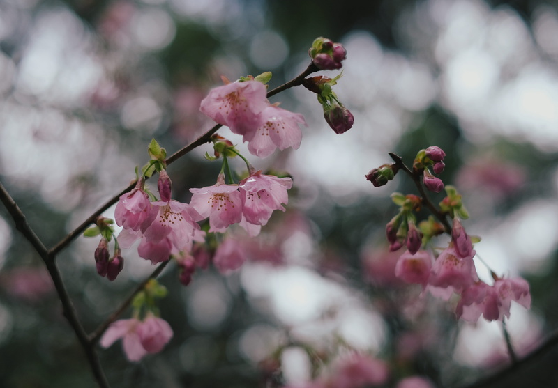 vulnerability, 5K, flower, cherry blossom, beauty in nature, selective focus, spring, anther, blossom, branch, ditch, springtime, twig, diary, close-up