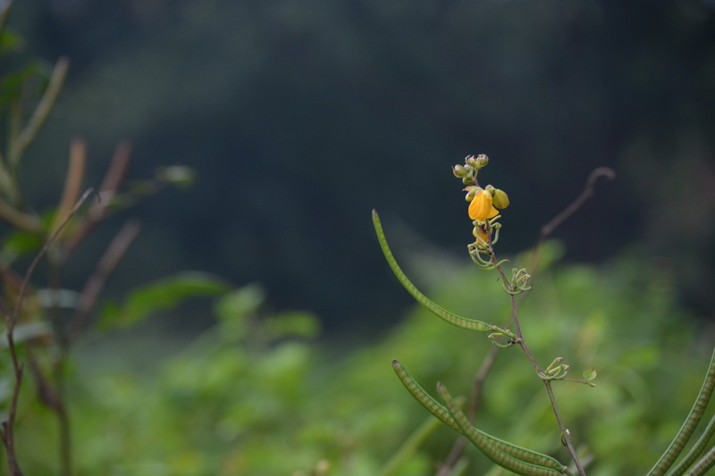 smile, focus on foreground, growth, west bengal, outdoors, new life, popular, hot, nature, photography, fashion, life, fragility, wilted plant, beauty in nature