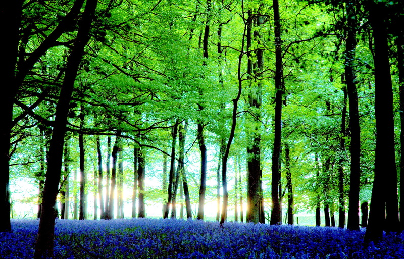 green forest, Backlit, nature, forest, f50, geotagged, today is a good day, england, outdoors, day, landscape, v10, UK, time, flowers, blue, bluebell, bluebells