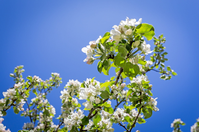 springtime, clear sky, blue sky, flower, beautifully, blue, day, freshness, growth, white color, flowering plant, leaf, plant, himmel, outdoors, tree, mood
