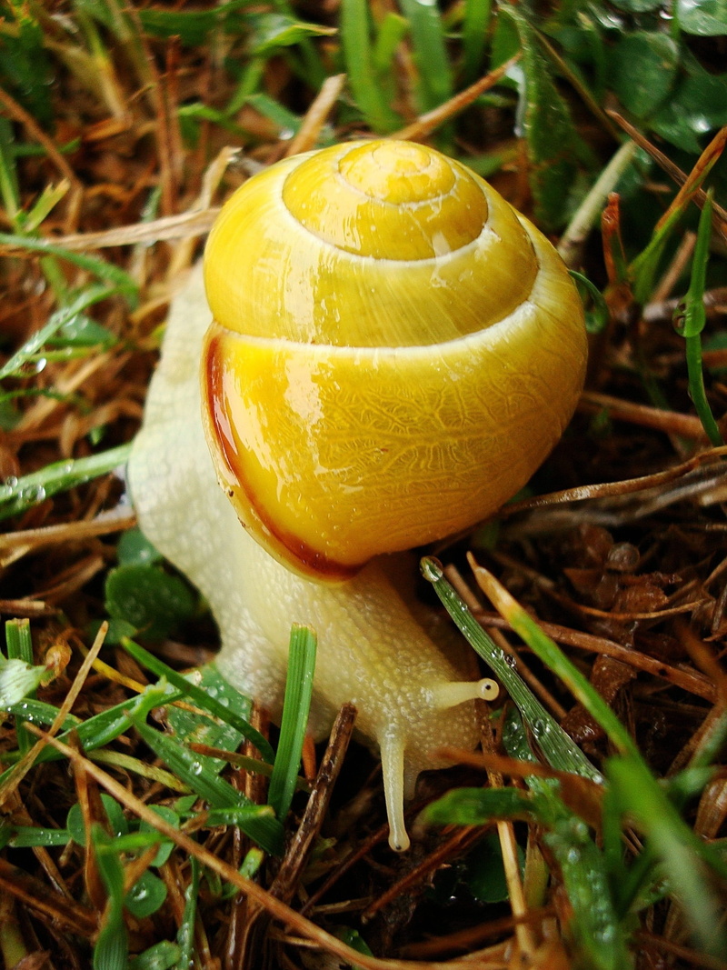 Snail, growth, crawling, slug, raised, fungus, beauty in nature, food, plant, vegetable, ascension, toadstool, Animal, peak, good looking, urriellu, close-up