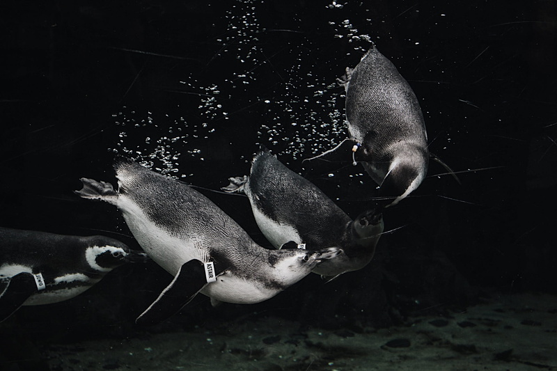no people, animals in captivity, one man only, marine, swim, only men, animal themes, Waddle, adults only, group of animals, underwater, undersea, grayscale