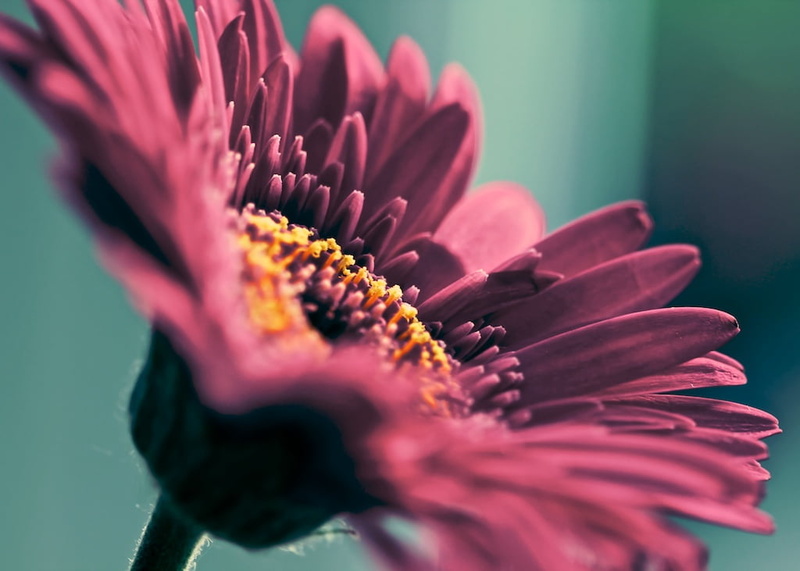 480P, summer, red, plant, petal, flower, Flickr, photography, daisy, close-up, close up photography, close, single Flower, nature, today, flower Head