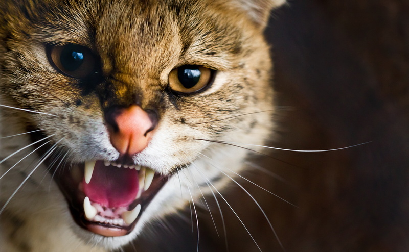 mouth open, pets, no people, 4K, animal, looking at camera, What, portrait, brown, Looking, close-up, animal head, big, mammal, Wild, animal themes, cat