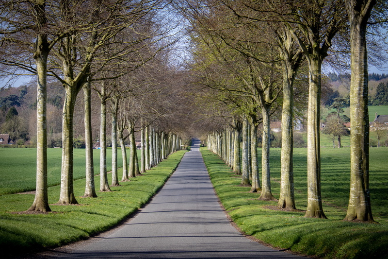 vanishing point, nature, trunk, avenue, footpath, day, tall, concrete, 5K, pavement, direction, lawn, plant, park, road, tranquility, distance, gray, beauty in nature