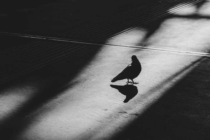 birds, one animal, asphalt, puddle, surface, sparrow, perching, agelaius, animal themes, nature, mirror, gray, crow, sunlight, pigeon, high angle view