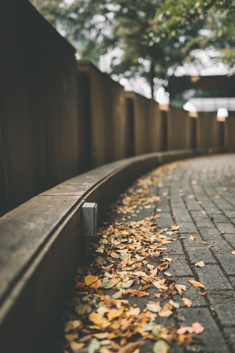 focus on foreground, selective focus, day, shallow, curve, surface level, sidewalk, curb, leaves, dried, diminishing perspective, photography, selective