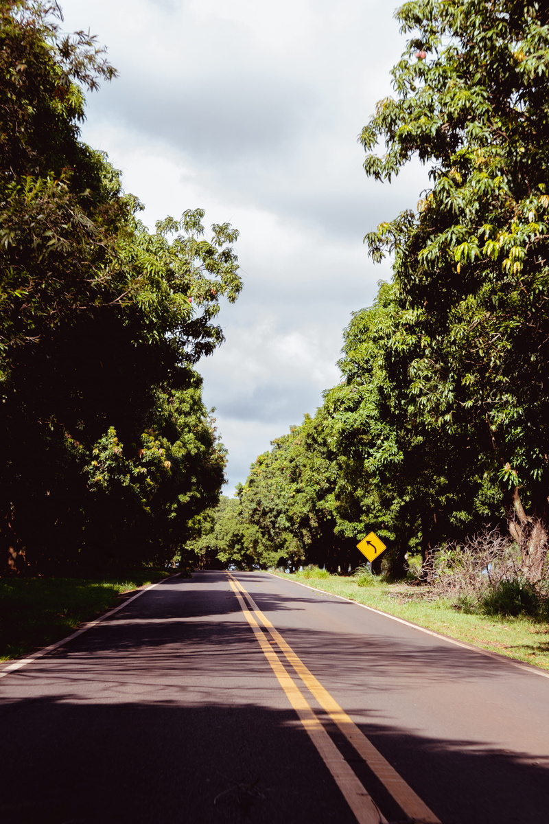 tree, nature, way, the way forward, 5K, diminishing perspective, growth, green color, dirt road, road, architecture, no people, gravel, road sign, highway