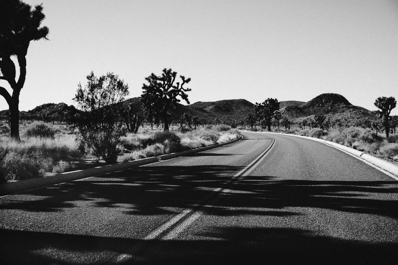 plant, zebra crossing, photo, asphalt, sunlight, shadow, the way forward, housing, tranquility, clear sky, dirt road, diminishing perspective, symbol, no people