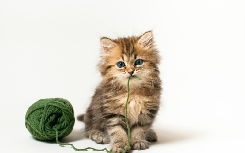 little kitty, baby cat, background, kitty, really, 1080P, cute