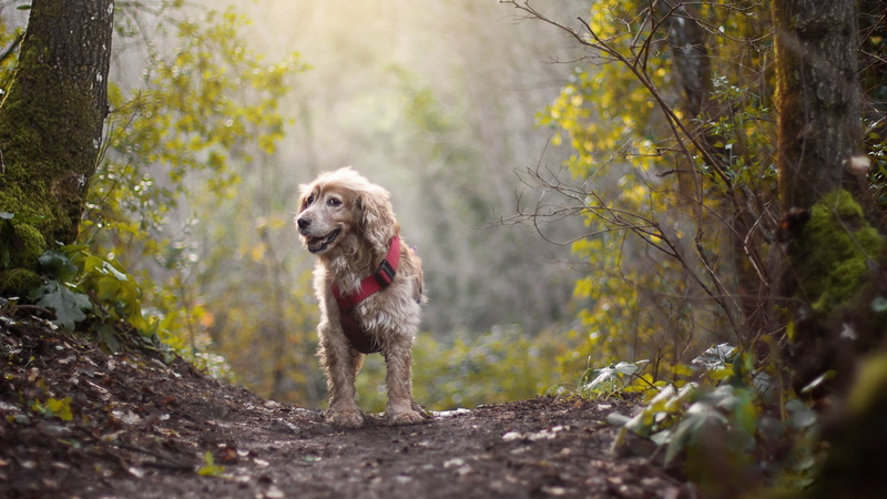 running, domestic animals, mammal, 4K, land, no people, one animal, canine, portrait, purebred dog, domestic, plant, forest, small, really funny looking dog picture