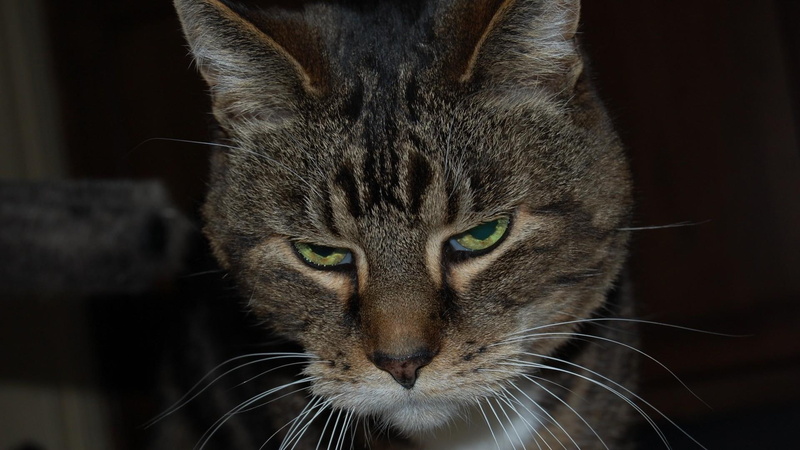 really, funny, green eyes, 1080P, beautiful, grey, animals, serious, seriously, now, expression, tabby, cat