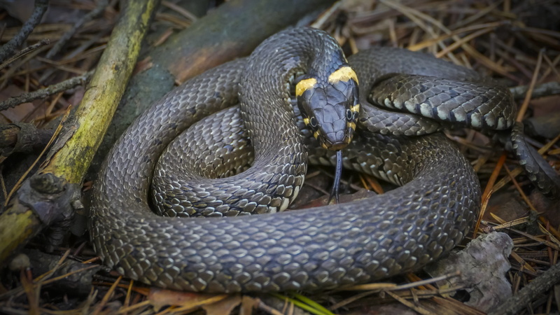 nature, animal, wild, day, animals in the wild, no people, communication, land, animal head, animal body part, biology, fear, snake, really, 4K, animal wildlife