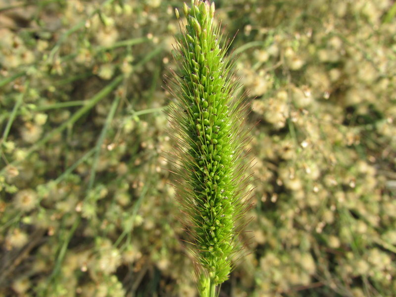 no people, plant, pine tree, land, healthcare and medicine, tranquility, good to see, coniferous tree, fir tree, leaf, really served ah, close-up, beauty in nature