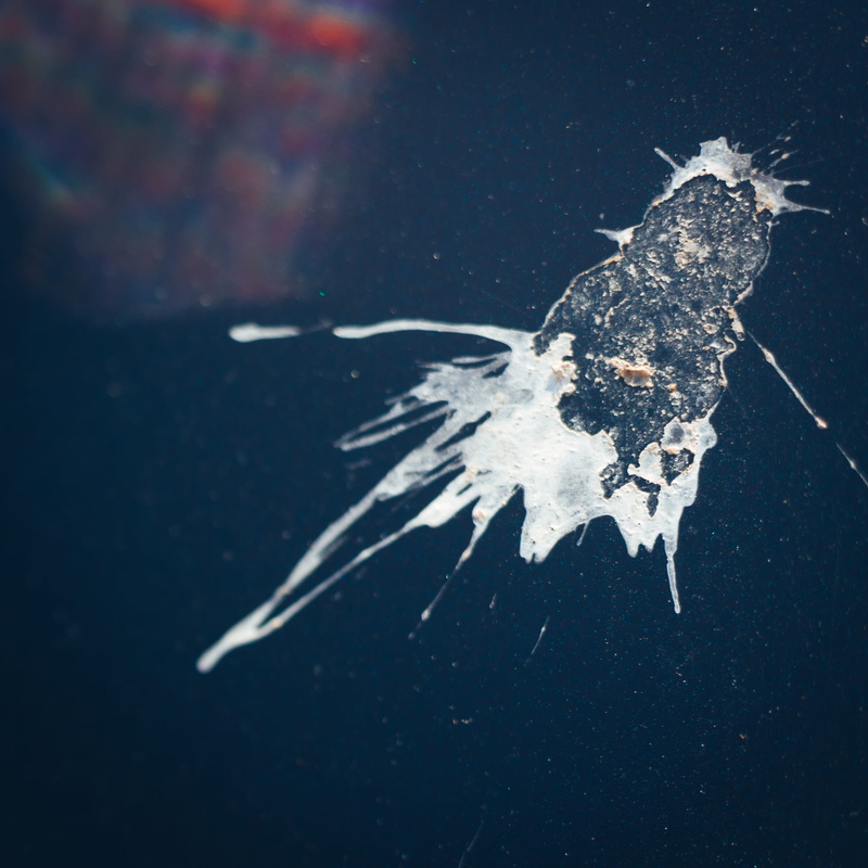 outdoors, bird, marine, animals in the wild, sea life, no people, shit, one animal, auto, day, nature, animal, 2K, paint, high angle view, kot, vertebrate