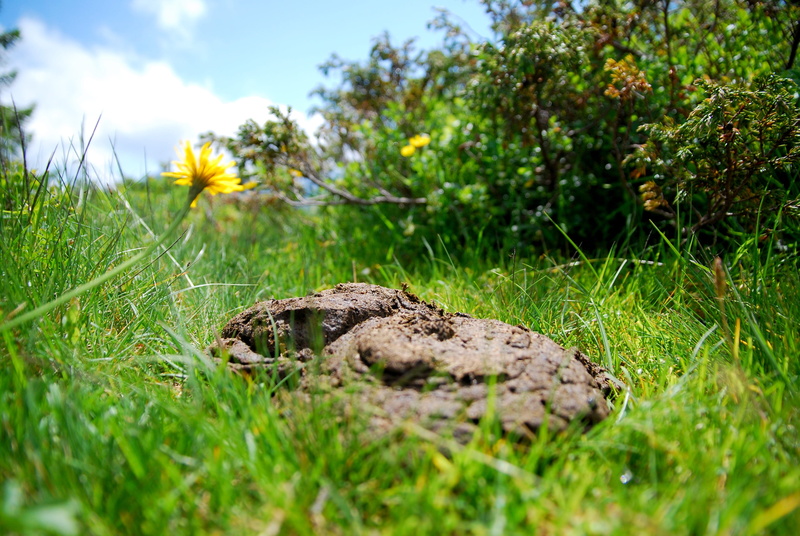 selective focus, beauty in nature, Flat Bread, pointed flower, growth, Cow Dung, field, mountains, animals in the wild, surface level, no people, outdoors