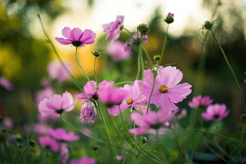 5K, boston, pink Color, west, flower, beauty In Nature, pink, flowers, bokeh, Nikon D800, outdoors, sun, shit, summer, petaled, meadow, nature, springtime