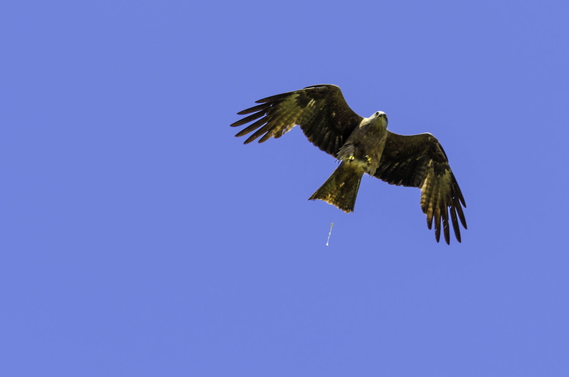 bird of prey, 2K, spread wings, animals in the wild, animal wildlife, vertebrate, eagle, day, mid-air, animal themes, bird, blue, copy space, one animal
