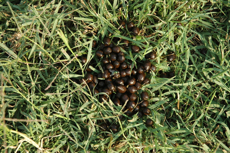 fruit, fertilizer, land, field, close-up, high angle view, nature, caffeine, large group of objects, growth, 2K, goat shit, plant part, no people, food and drink