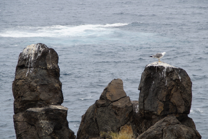 animals in the wild, sea, vertebrate, animal, no people, rock - object, Shit, animal themes, seagulls shit, bird, perching, 5K, wooden post, Gulls, animal wildlife