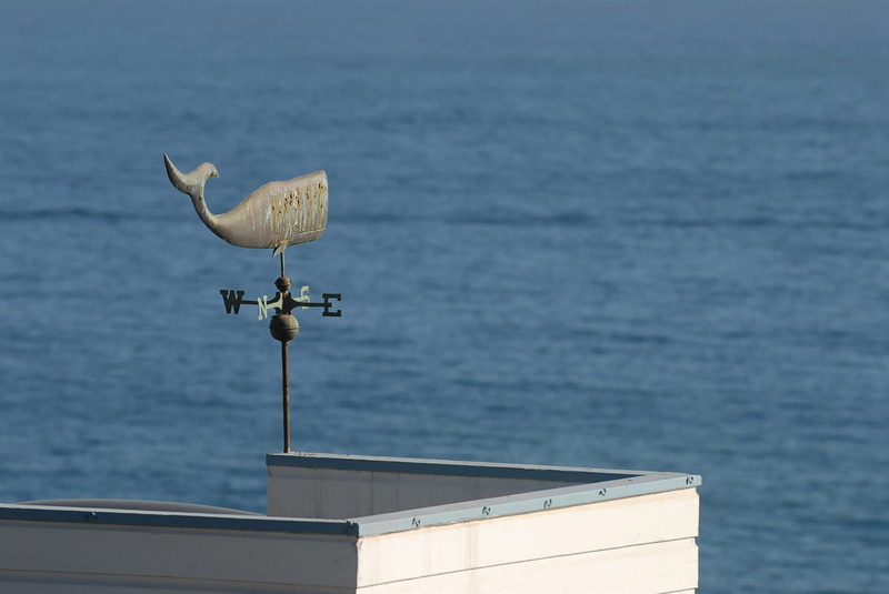 Windvane, animal wildlife, day, animal themes, seagull, 1080P, vertebrate, one animal, bird, Wind, meteorology, indicator, sea, prediction, animal, outdoors