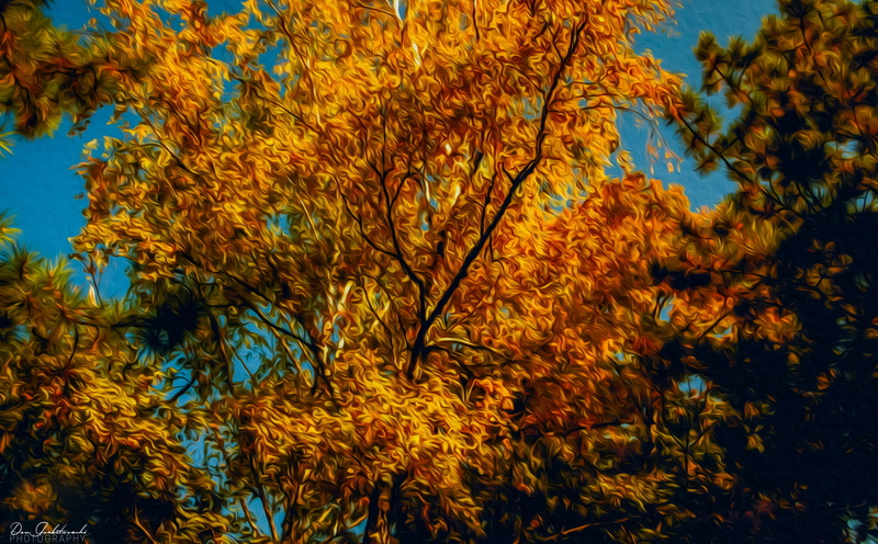 plant part, outdoors, leaves, growth, change, natural condition, Autumn, savage, nature, beauty in nature, 5K, no people, branch, Drawings, sky, full frame