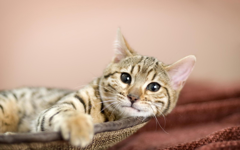 curious, animals, felino, resting, lovely, sweet, cat face, beauty, m, 1080P, natureza, lazy, want, cats, sleeping, beautiful