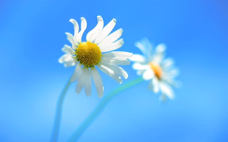 official, 1080P, flowers, hd, windows, 8