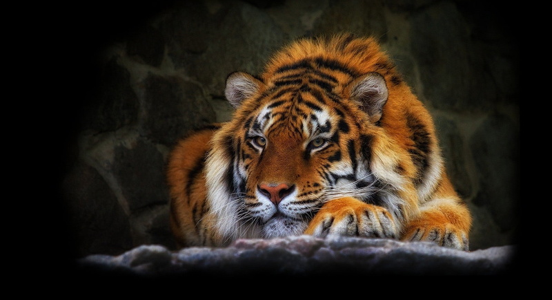 asia, carnivore, undomesticated Cat, big Cat, animals Hunting, 720P, furious, whisker, one animal, animals In The Wild, animal wildlife, wild cat, animal