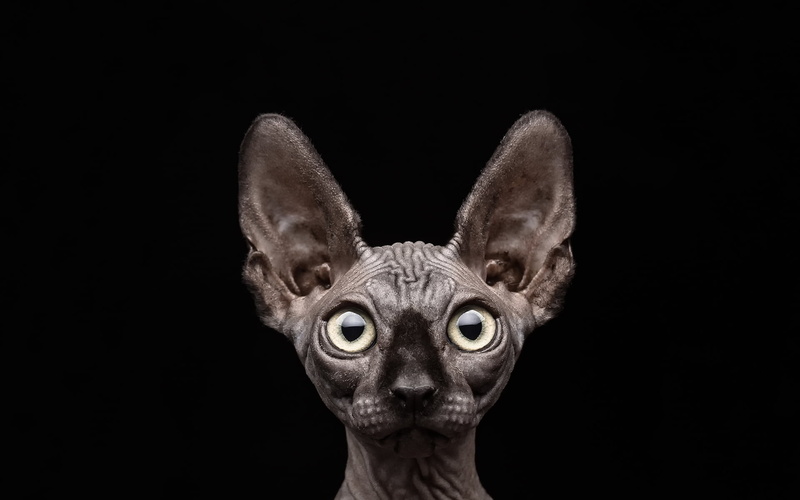 small, people, gray, looking at camera, whisker, black Color, animal, kitten, alertness, close-up, feline, animal eye, hairless, human Face, black Background
