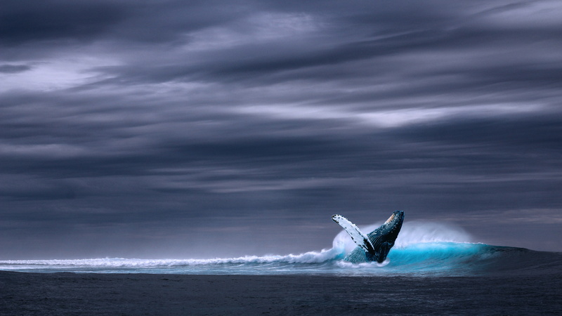 Blue Whale, Ocean, 5K, 4K