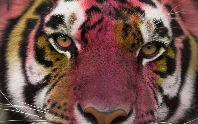 animal head, close-up, whisker, cat, feline, photo manipulation, animal eye, animal mouth, endangered species, eyes, animals, no people, animals in the wild