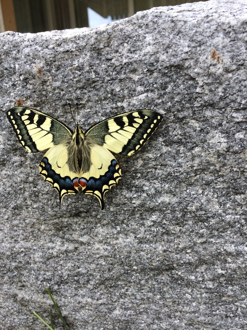 butterfly, close-up, animal wildlife, animal wing, wing, beauty in nature, nature, outdoors, insect, animal, day, animal themes, animal body part, solid