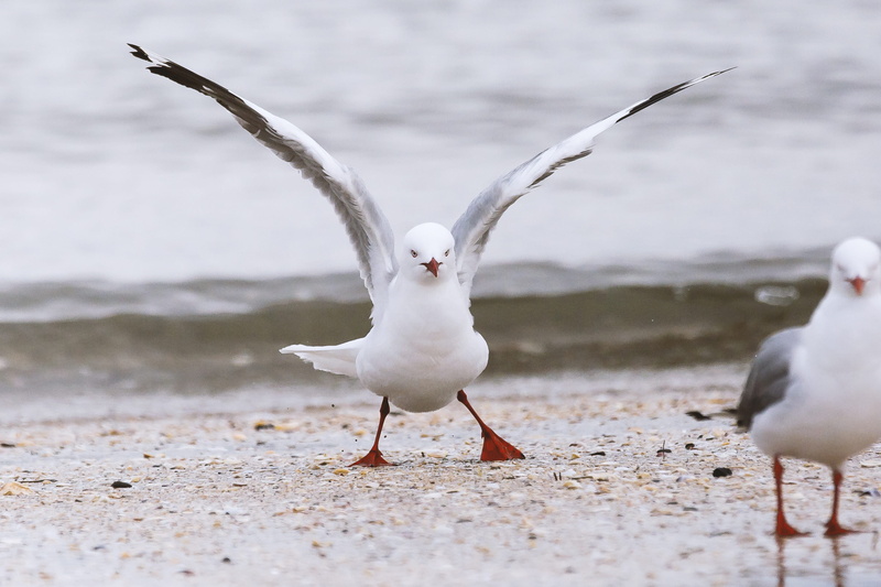 beach, nature, outdoors, s, animals in the wild, white, sea, seagull, losers, animal themes, two animals, gull, group of animals, sheashore, bird, no people