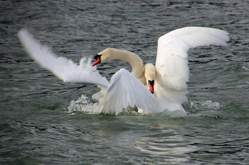 animal wildlife, animal, water, floating on water, swan, fight, flying, animals in the wild, white color, animal neck, swimming, winner, swans, waterfront