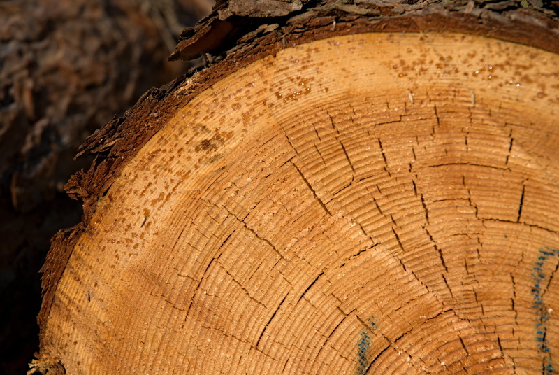 rings, strain, extraction, brown, losers, day, wood - material, outdoors, focus on foreground, textured, timber, tree trunk, tree, macro, tree ring, forest