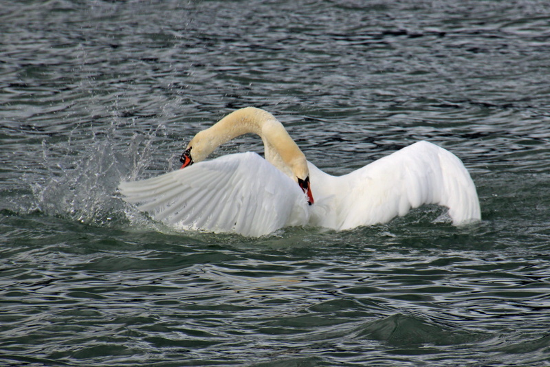 outdoors, floating on water, loser, water, 2K, win, animal themes, fight, nature, freshwater bird, flying, one animal, waterfront, animal wildlife, animals in the wild