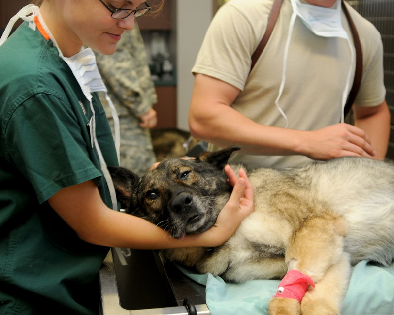 care, dog, medical, veterinarian, near, animal, healthcare and medicine, eyeglasses, medicine, animal hospital, woman, vertebrate, women, green, scrubs