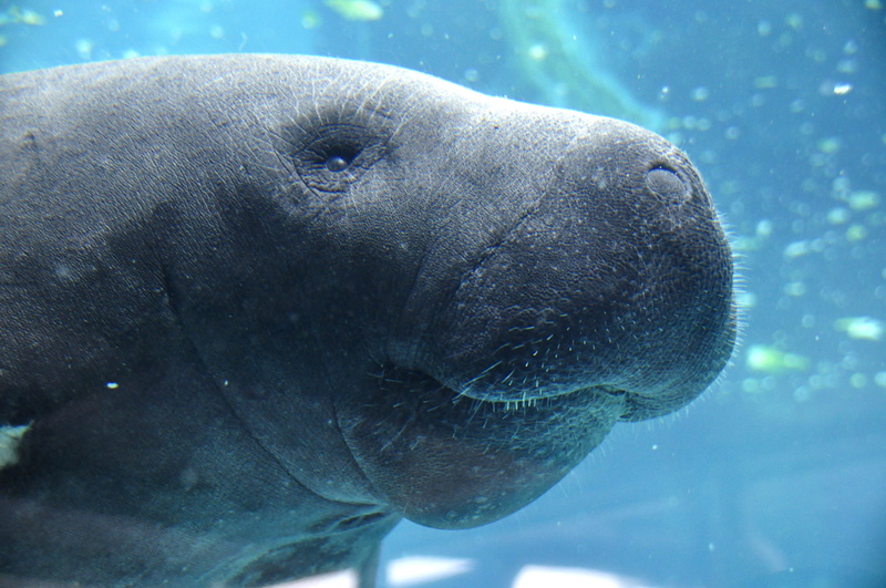 gulf of mexico, animal, manatee, head, animal world, swim, water, animal themes, seal - animal, vertebrate, gray, underwater, no people, close, sea, friendly