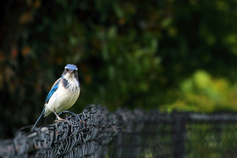 Western  Scrub  Jay, nature, on screen, daytime, perched, Focus, HUH, screen, jay, Bird, Riverfront  Park, scrub, Part  2, Friday, animal, Willamette  River