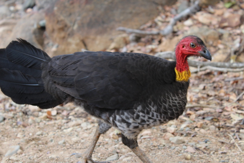 brush-turkey, brush, focus on foreground, beak, livestock, nature, red, bird, fauna, queensland, side view, land, one animal, animals in the wild, animal body part