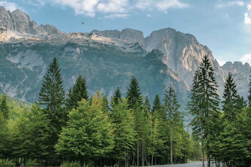 tree, coniferous tree, sky, non-urban scene, outdoors, growth, mountain range, green color, tranquility, day, environment, clouds, forest, panorama, 5K