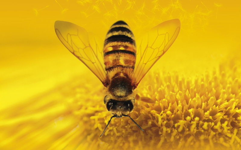 1080P, than, more, honey