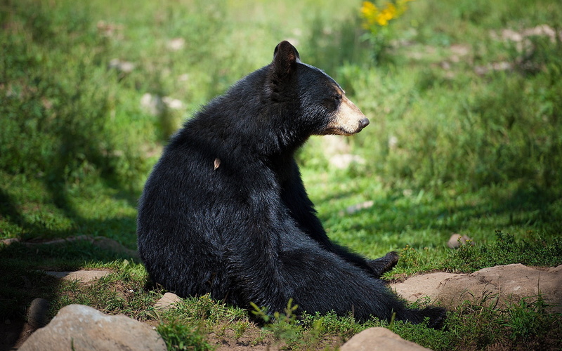 alaska - Usa State, zoo, animals In The Wild, eating, day, brown Bear, carnivore, vertebrate, waiting, rock, canada, cute, outdoors, looking, one animal