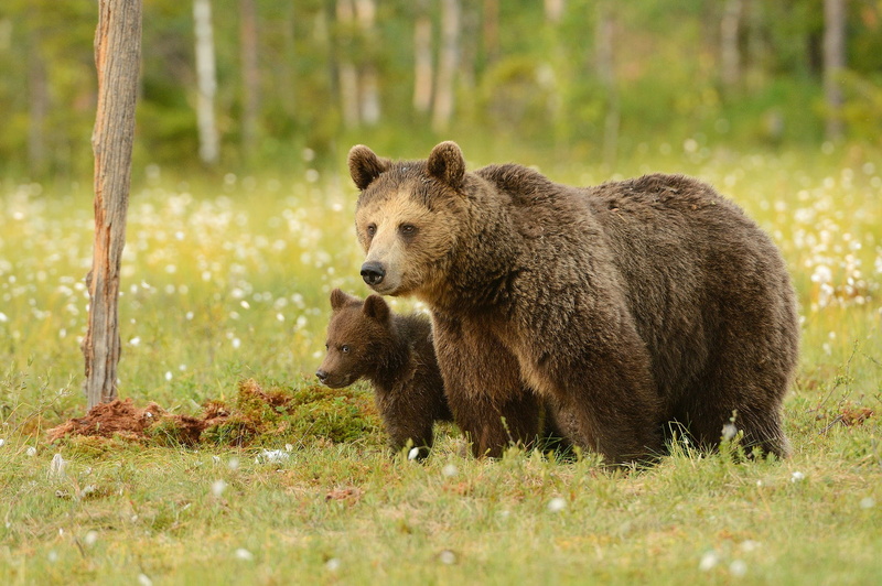 look, bear, muzzle, mother and child, bears, pose, mom, pair, a couple, greens, forest, cub, two, two bears, glade, 1080P, summer, nature, brown, grass